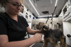 LaSoya runs her own mobile dog grooming business