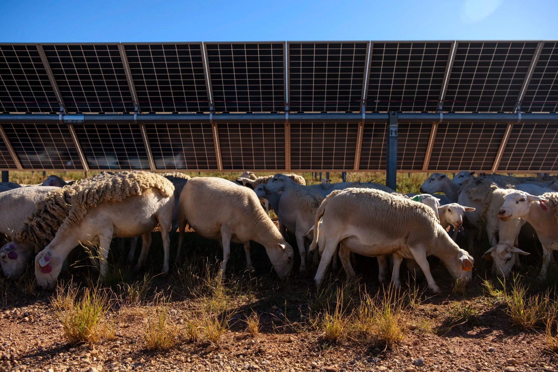 Sheep graze on photo voltaic farms in Texas whereas renewable power firms embrace agriculture