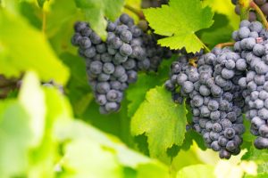 Panhandle Grape and Wine Tour set Oct. 21 in Amarillo