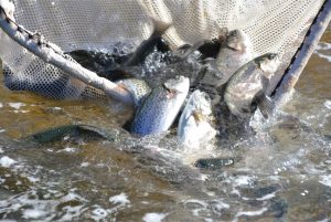 Rainbow trout fishing heading to a waterbody near you