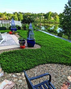 Gone Viral: ‘Miniclover’ is a top trending grass alternative for yards across America