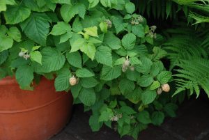 Grow fruit in containers